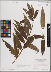 Foto von Salix fragilis L.